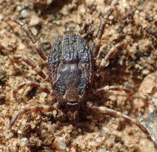 Hyalomma marginatum